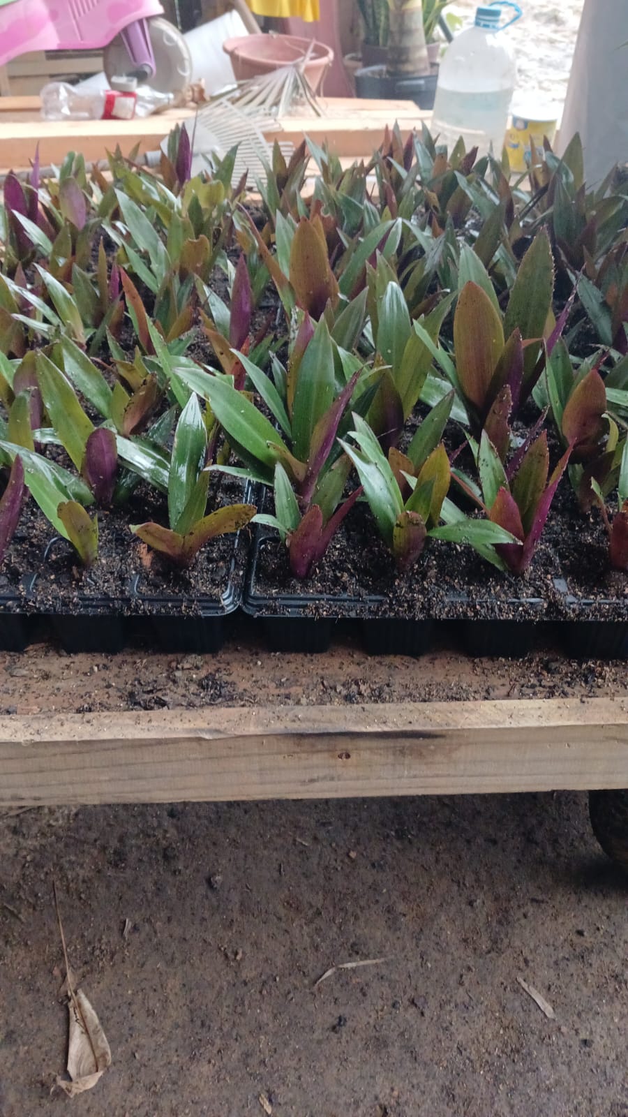 Plantas FAMIGU